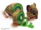 hamsters